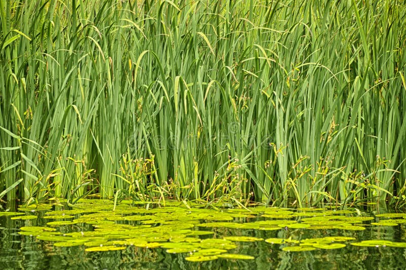 The Green Grass Growing from Water Stock Image Image of droplet, grassland 47616029