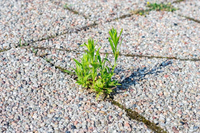 Green Grass Grows through the Pavement. Grass between Paving Stones