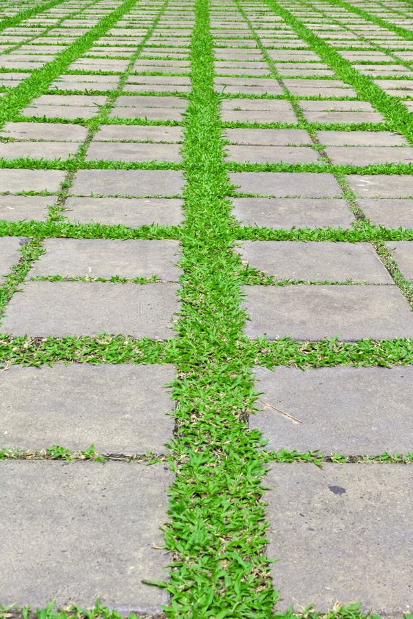 Green Grass Growth Between Cement Walkway Stock Photo Image of design