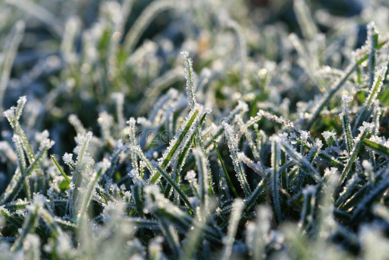 Green Grass with hoarfrost