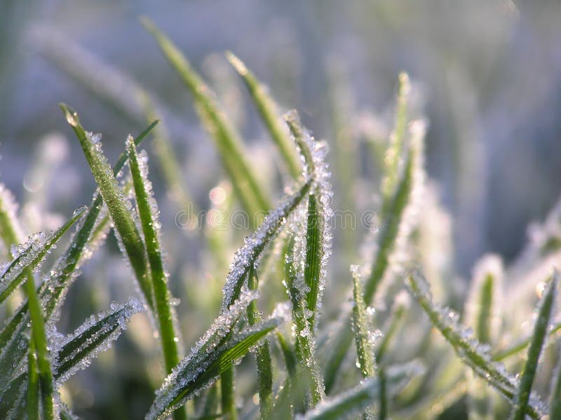 Green grass with ice crystals