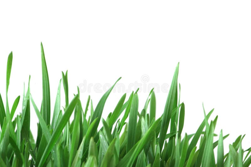 Green grass isolated royalty free stock images