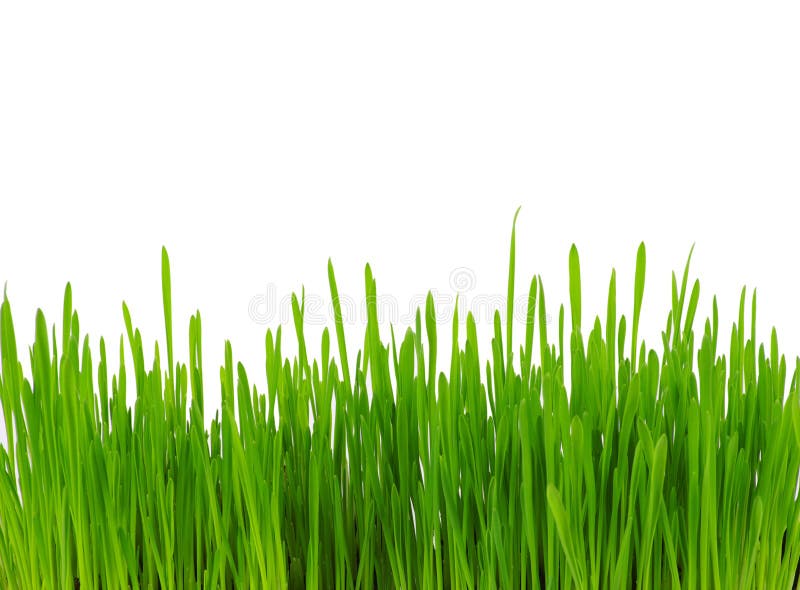 Green grass stock image. Image of panoramic, blade, healthy 268563279