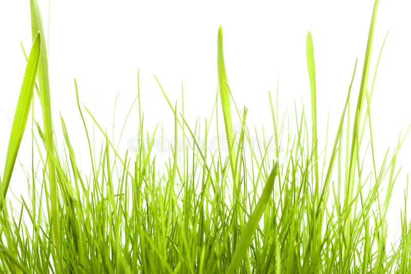 Green Grass isolated on white stock photos