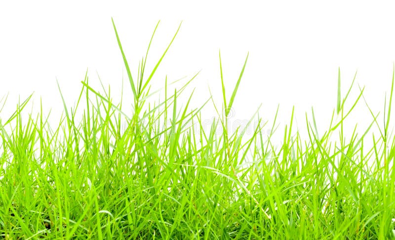 Green grass stock photo