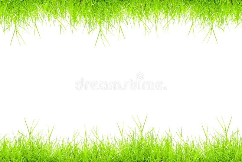 Green grass stock image