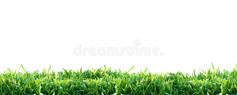 Grass PNG Images Download 48000 Grass PNG Resources with Transparent  Background