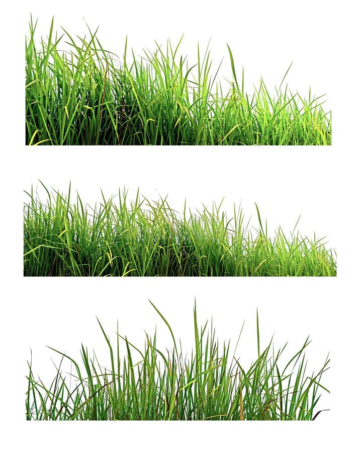 Green Grass isolated on white nature background