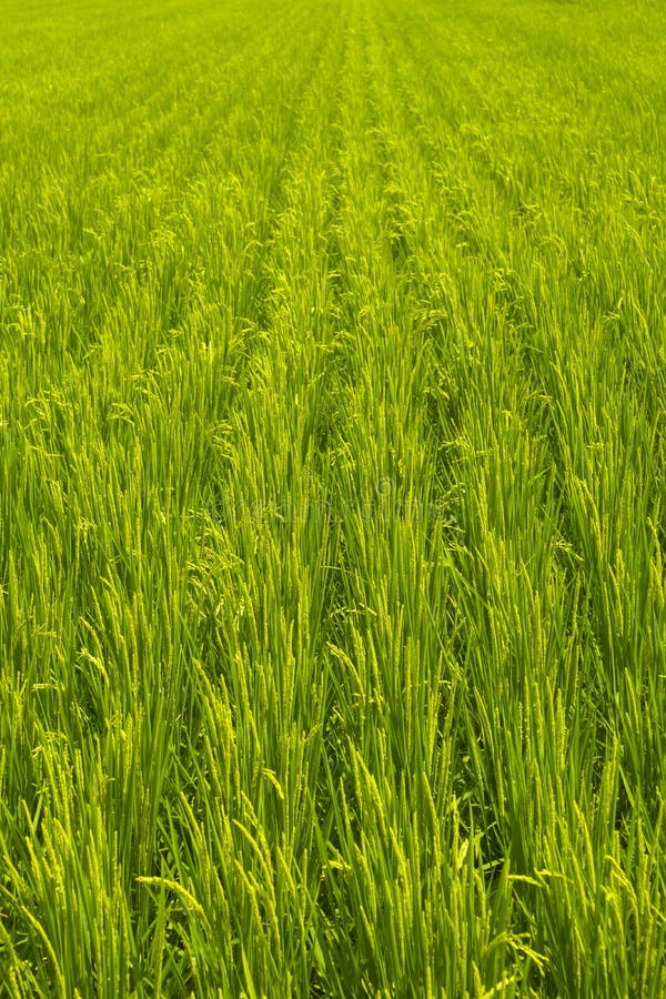 The Green Grass Land of Summer Stock Image Image of outskirts, warm