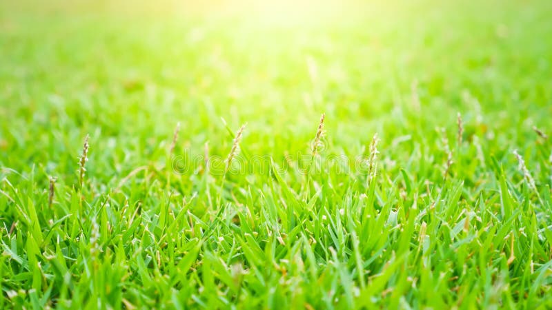 Green Grass Lawn Background and Texture for Wallpaper and Presentation ...