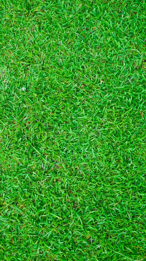 Green Grass Lawn Background and Texture for Wallpaper and Presentation  Stock Photo - Image of grass, presentation: 122573428