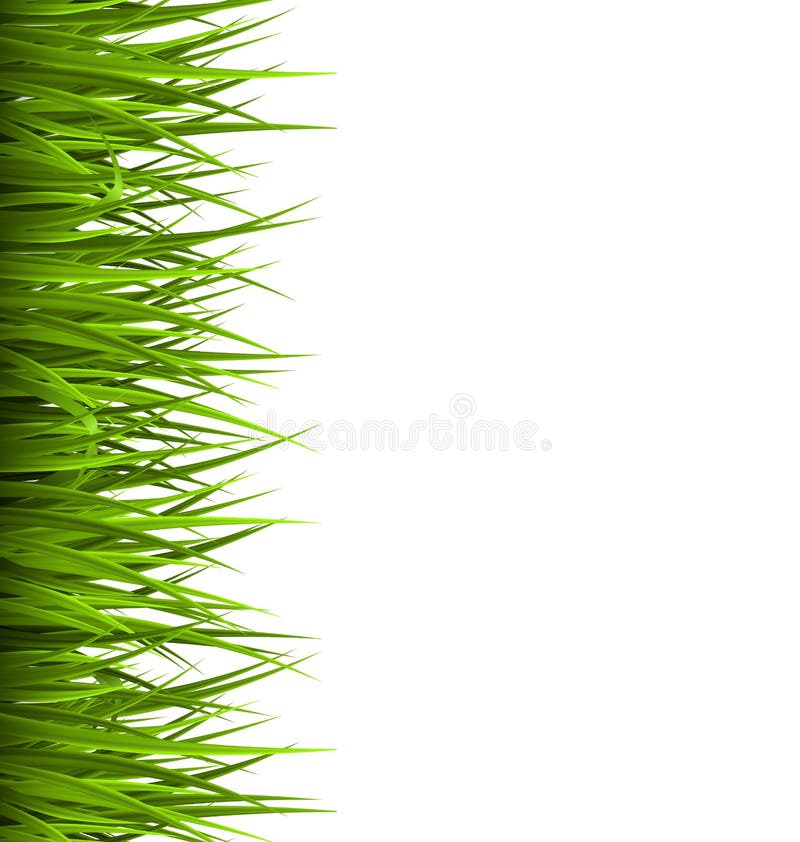 Green grass lawn isolated on white. Floral eco nature