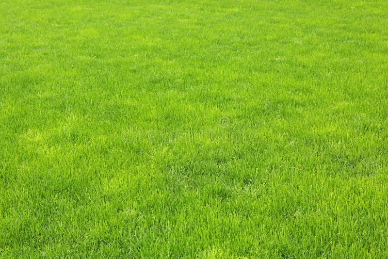 Rasen neu grünes gras nach der Regen.