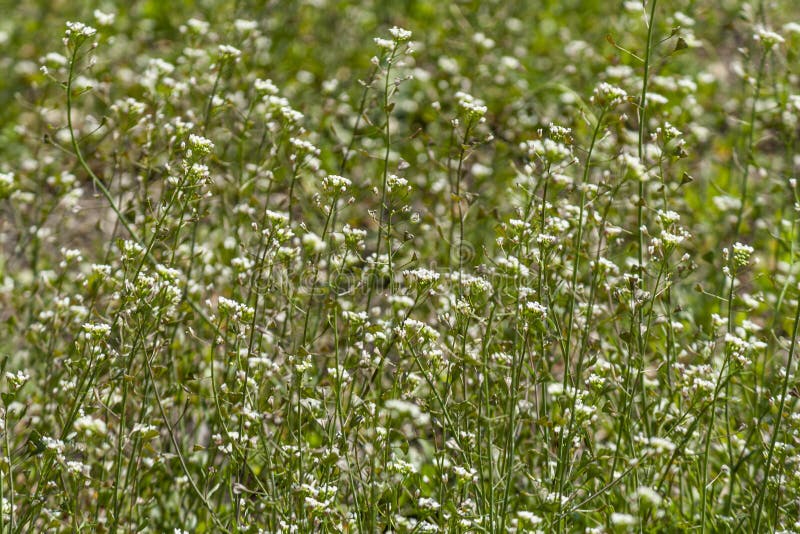 Green Grass with Little White Flowers. Field with Flowers Stock Photo