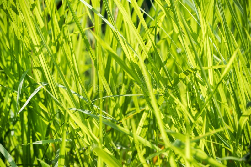 Green grass macro close up stock photo. Image of natural - 113664288