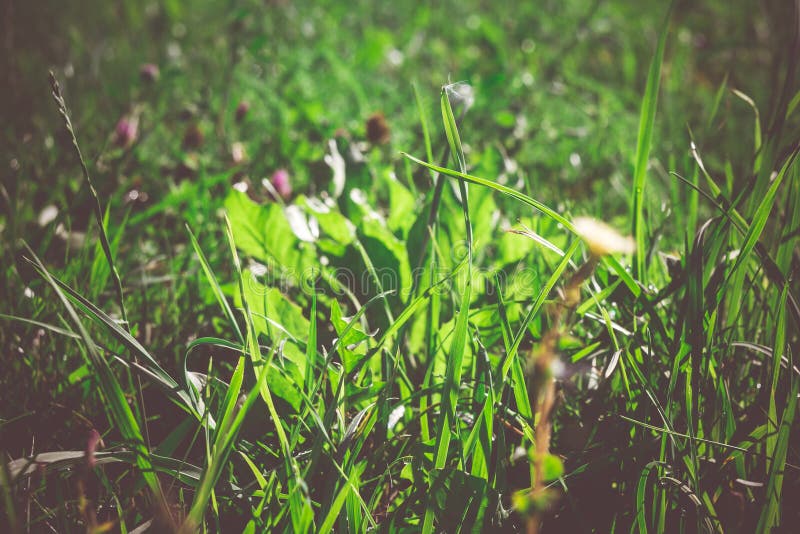 Green grass macro retro stock photo. Image of healthy - 103169226