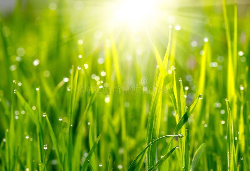 Green grass meadow