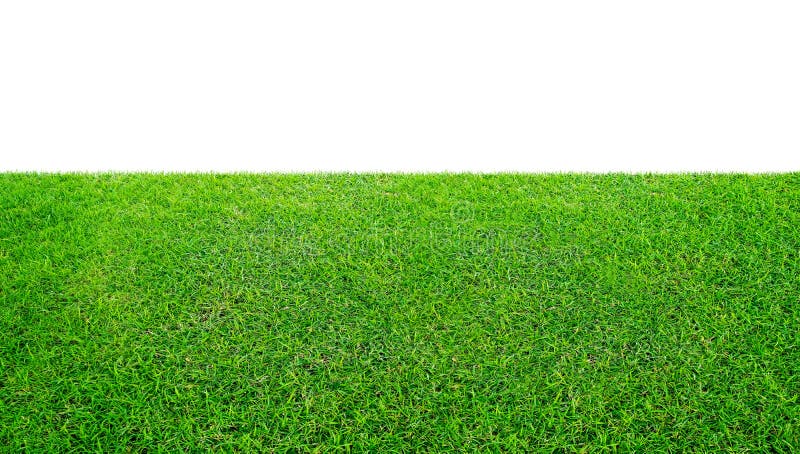 Green grass meadow field from outdoor park isolated in white background with clipping path. Outdoor countryside meadow nature. Landscape of grass field in public park use as natural background