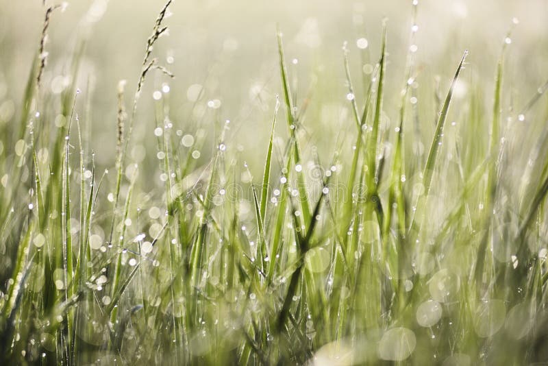 Green grass with morning dew in bright sun with bokeh texture background