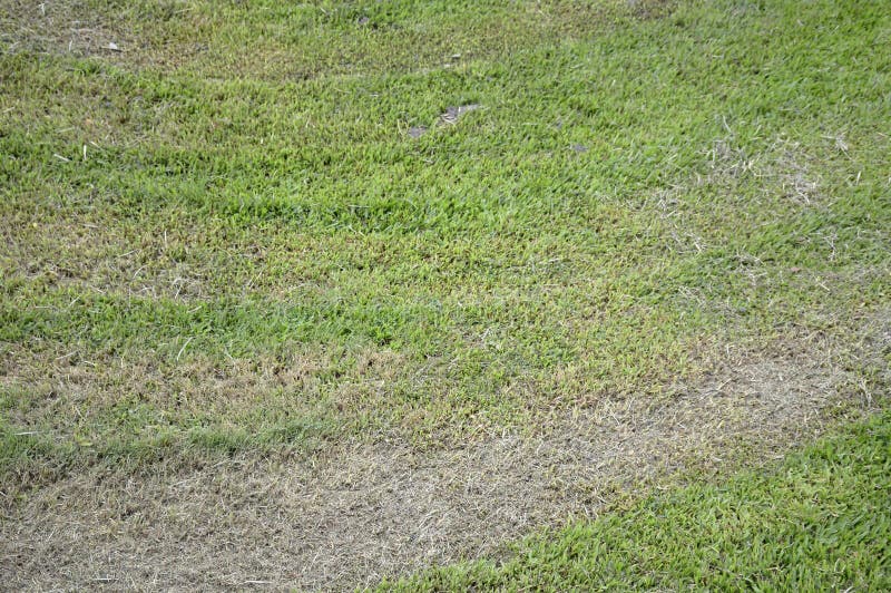 Green Grass in Nature Garden Stock Image Image of ground, weed 79965315