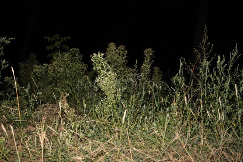 Green grass night stock photo. Image of fresh, meadow 139117632