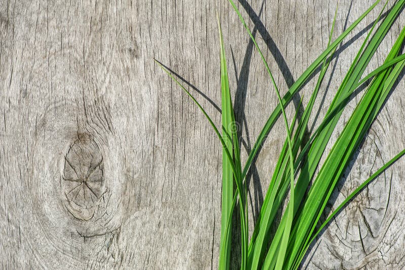 Green Grass On The Old Wood Stock Photo Image of organic, empty 41874546