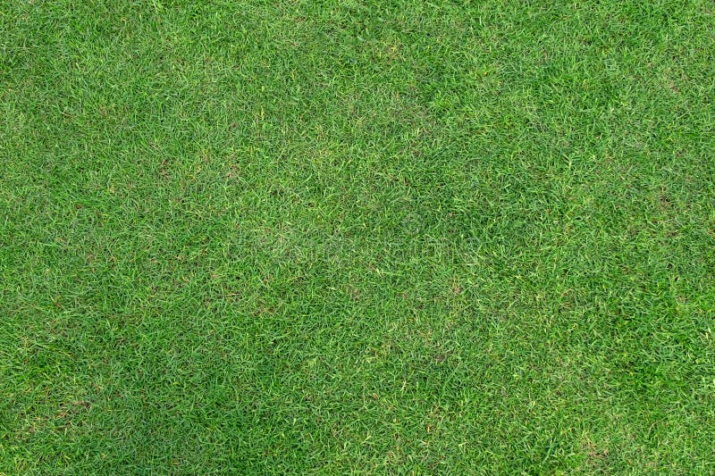 Green grass pattern and texture for background. Close-up image