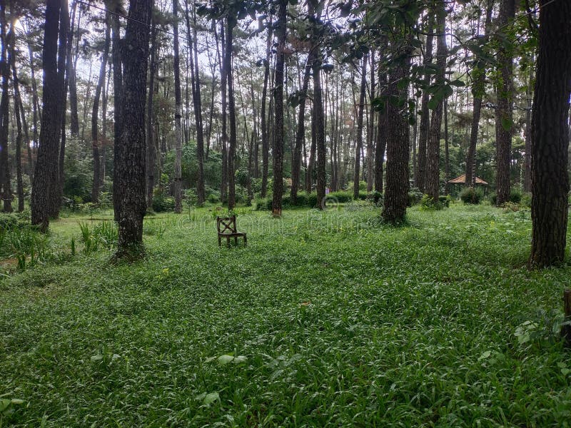 Green Grass and Pine Trees at One of the Tourist Attractions in