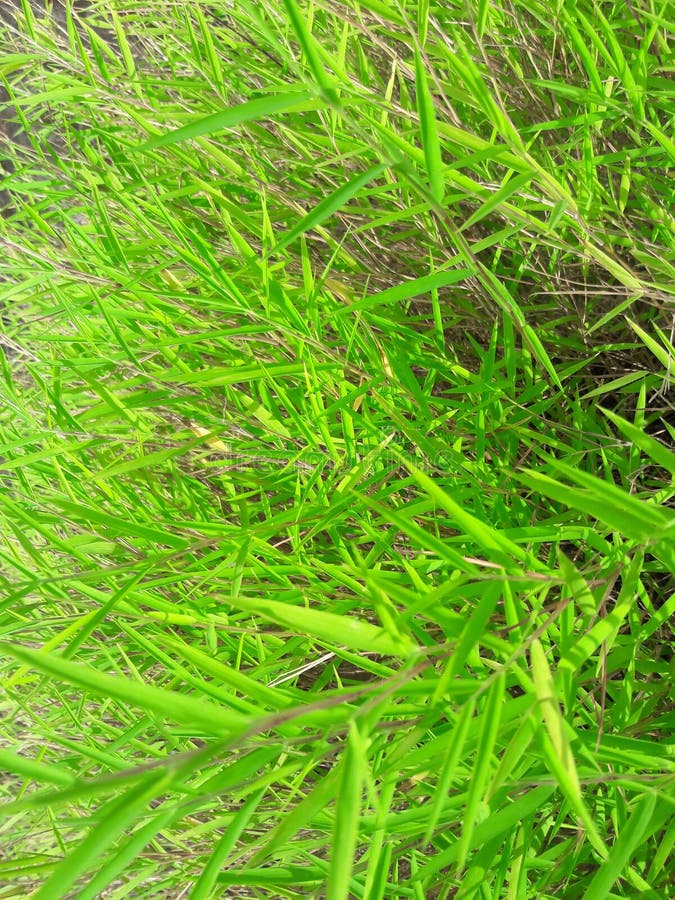 Bright Blade of Grass on the Background of Sunny Grass Stock Photo
