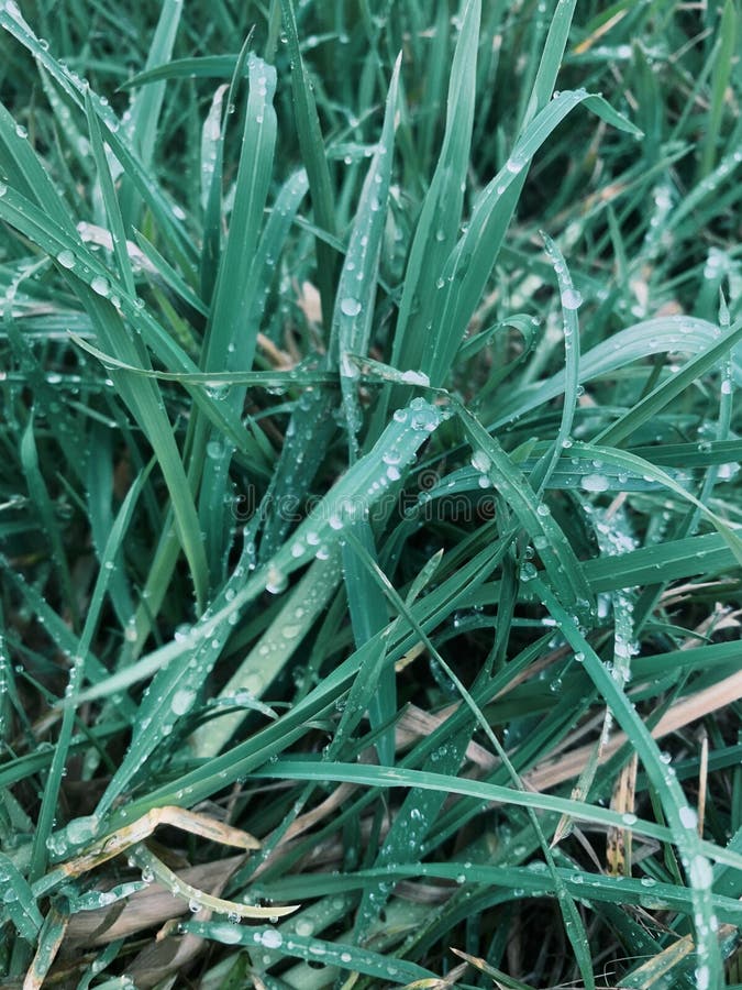 Green Grass after the Rain. Water Drops. Details Stock Image Image of