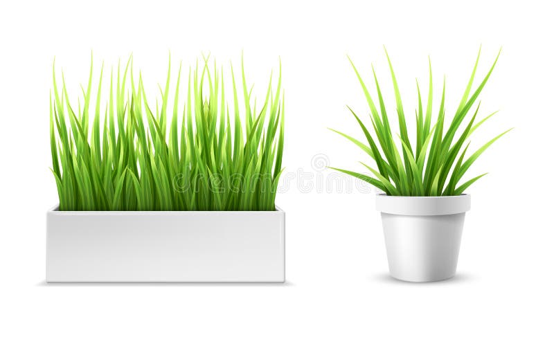 Green grass in a rectangular and round pot royalty free illustration Green grass in a rectangular and round pot royalty free illustration