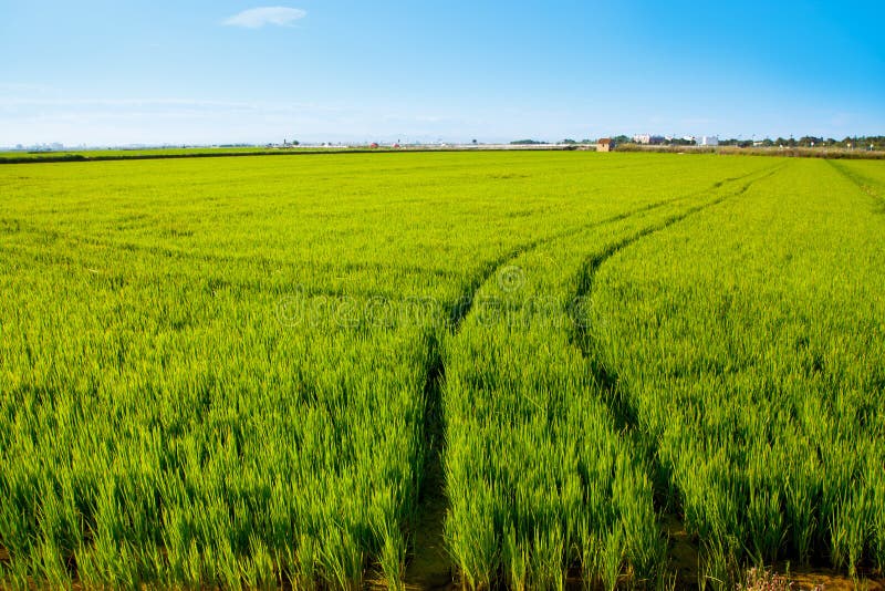Green Grass Rice Field in Spain Valencia Stock Photo Image of green
