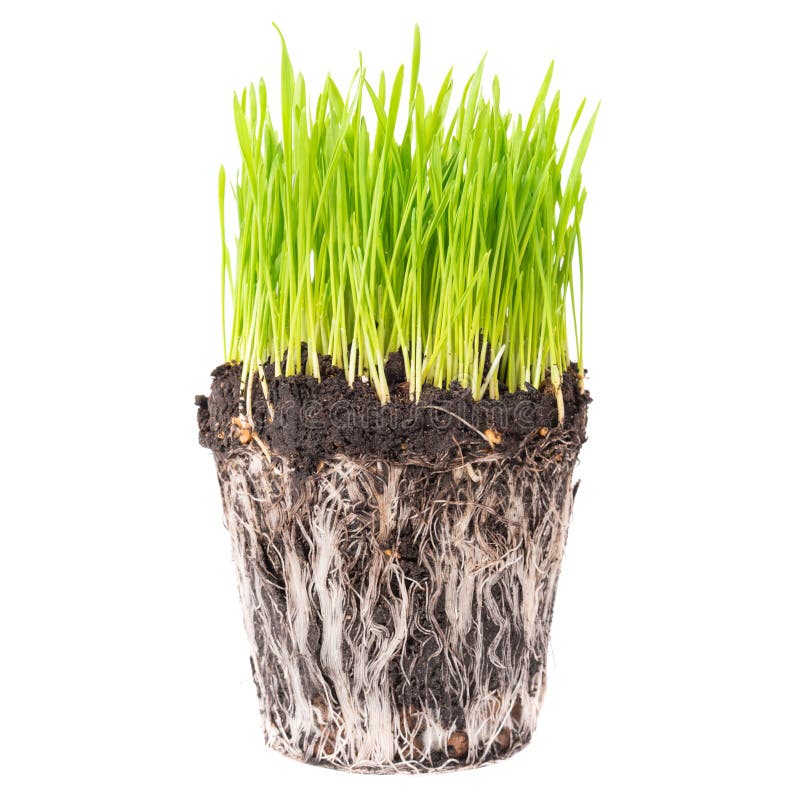 Green grass with roots stock image. Image of green, root 76644637