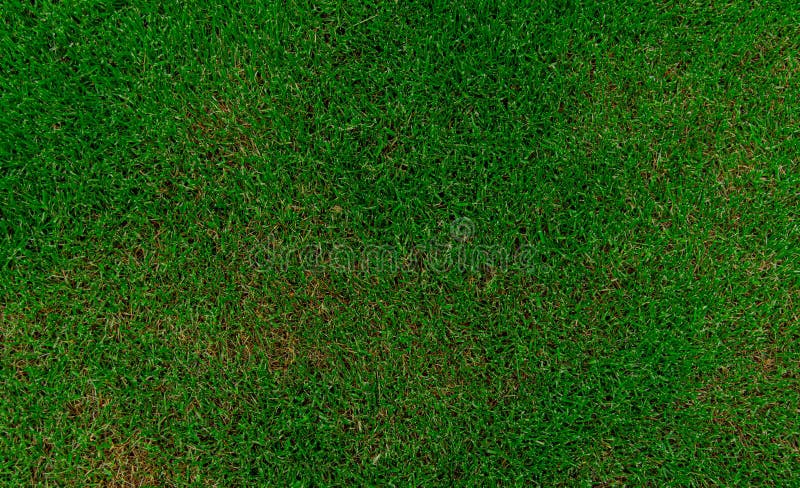 Green Grass Simple Background Rustic Ground Nature Photography Wallpaper Poster Concept with Empty Copy Space for Your Text Stock Image - Image of environment, mock: 183180579 Green Grass Simple Background Rustic Ground Nature Photography Wallpaper Poster Concept with Empty Copy Space for Your Text Stock Image - Image of environment, mock: 183180579