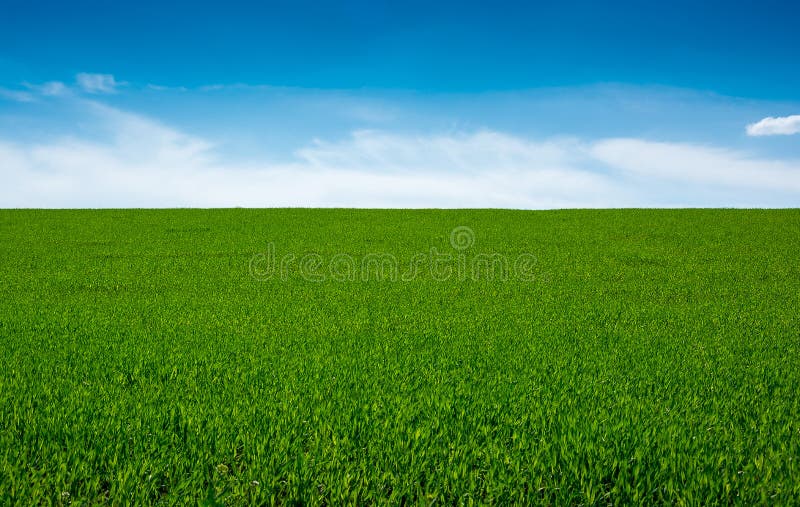 Green Grass and Sky Background Stock Photo  Image of plain horizontal  40615782