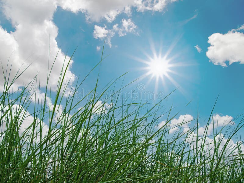 Green grass, sky, clouds and sun