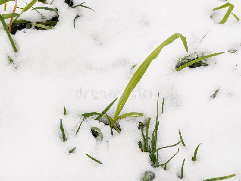 Green Grass in the Snow in Winter Stock Photo Image of green, natural