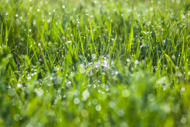 Green grass and spider`s web with dew drops shining in the sun