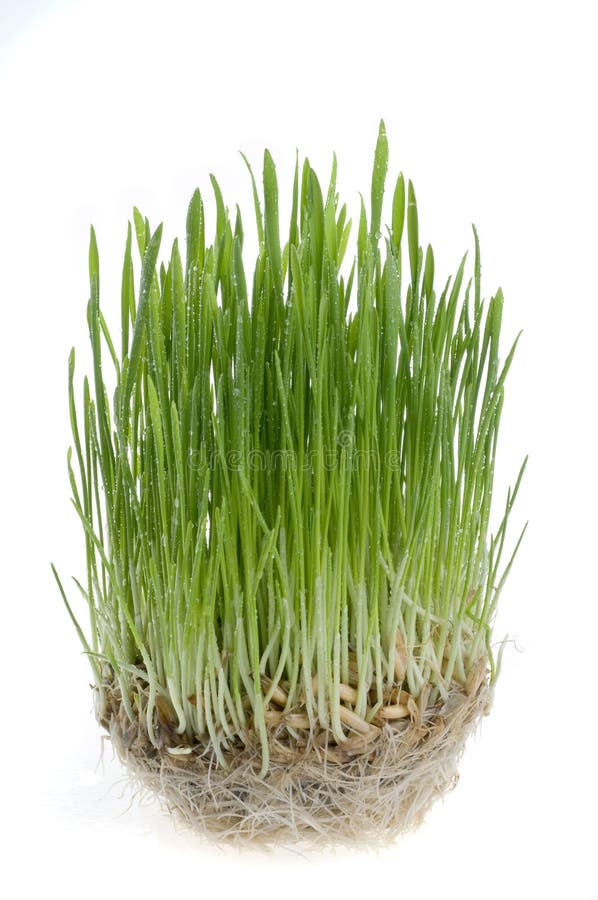 Green grass sprout over white background.