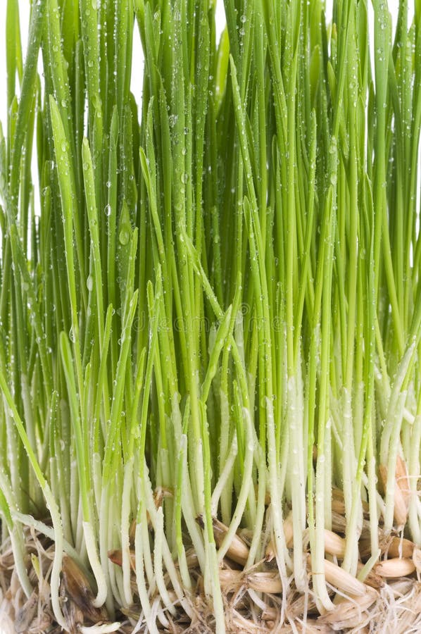 Green grass sprout of wheat background.