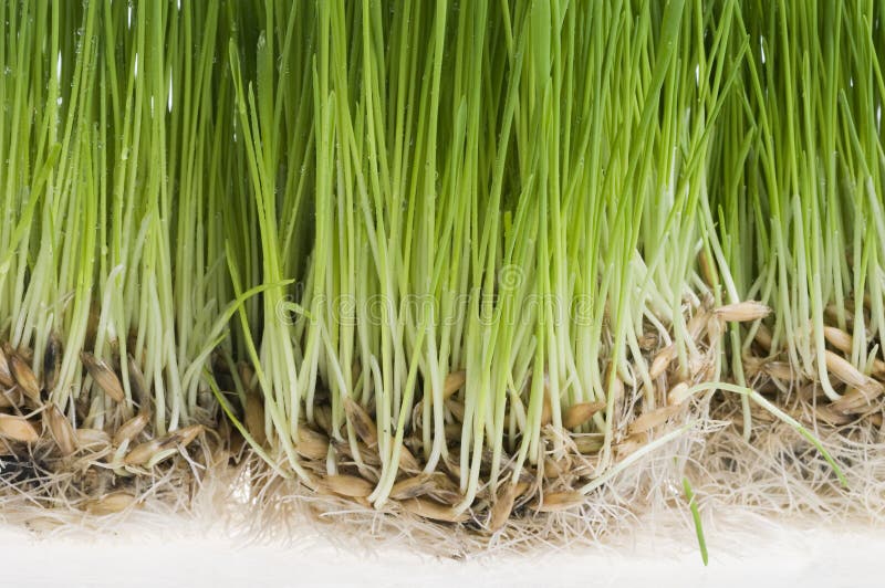 Green grass sprout of wheat over white