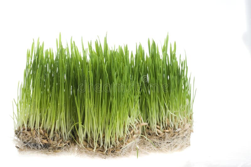 Green grass sprout of wheat over white