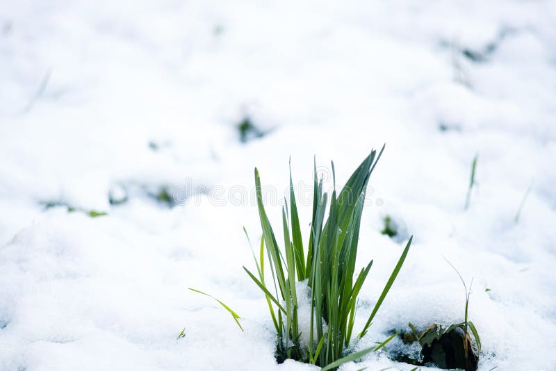 Green Grass Sprouts from Under the Snow that Melts in the Spring