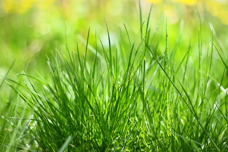 Green Grass in the Sun Lights Stock Image - Image of idyllic, blue ...