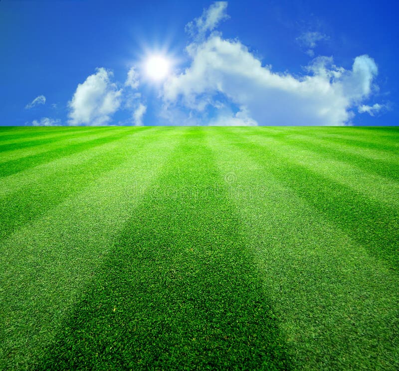 Green grass and sun