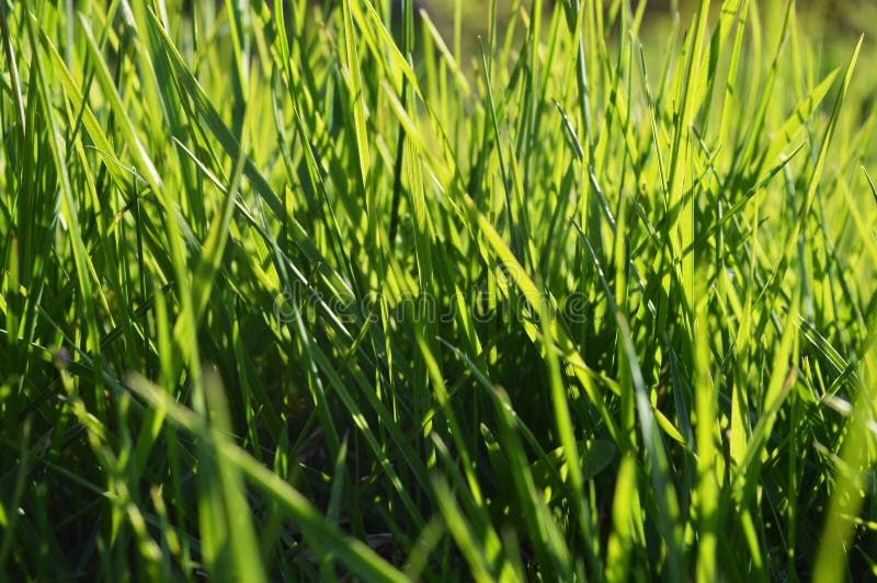 Green grass on sunny day stock photo. Image of freshness - 40813218