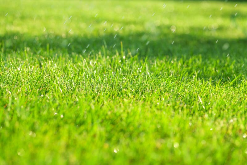 Green grass sunny field