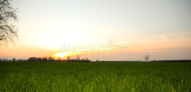 Green grass on the sunset