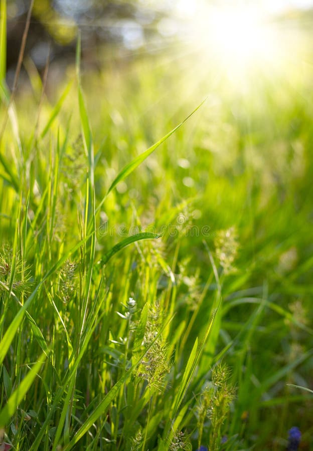 Green grass sunset