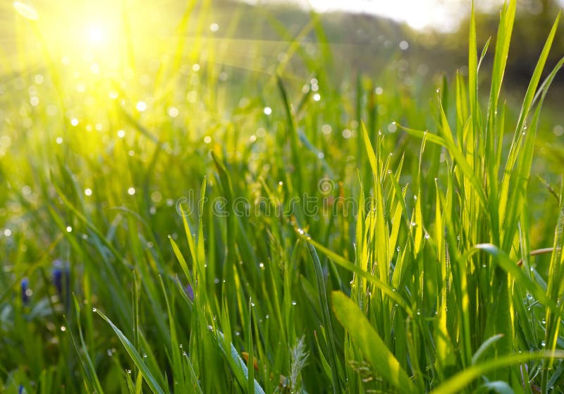 Green grass sunset